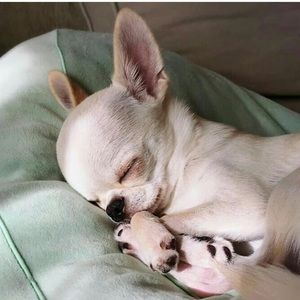 Meet your Posher, Aja